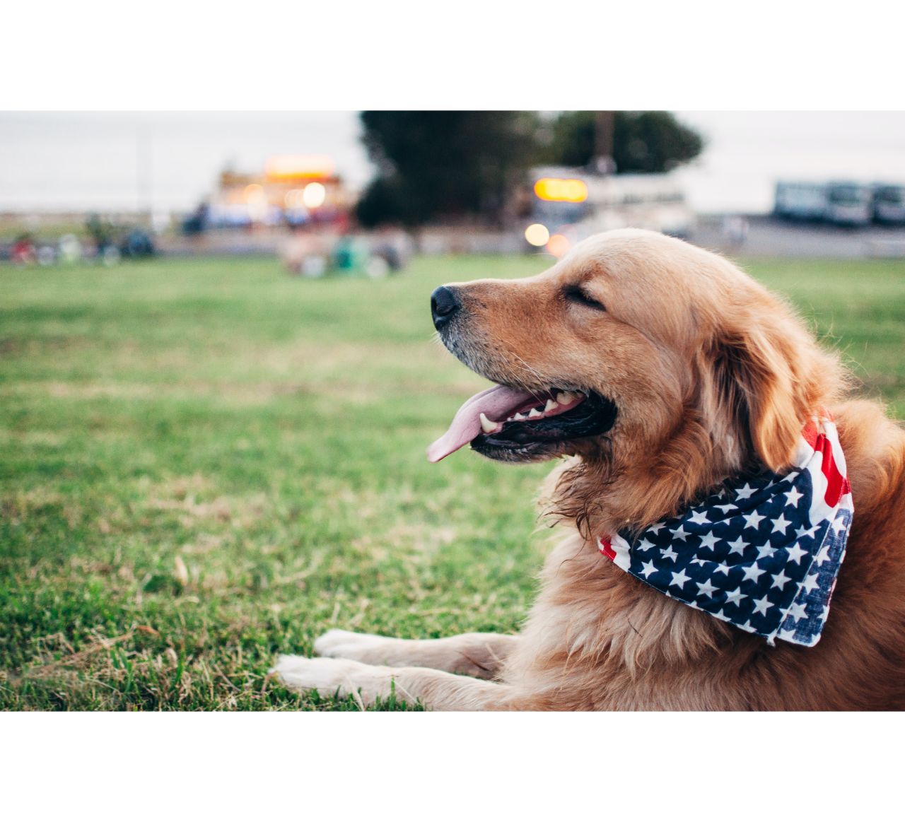 Fourth of July Safety Tips Animal Hospital of Hinesburg