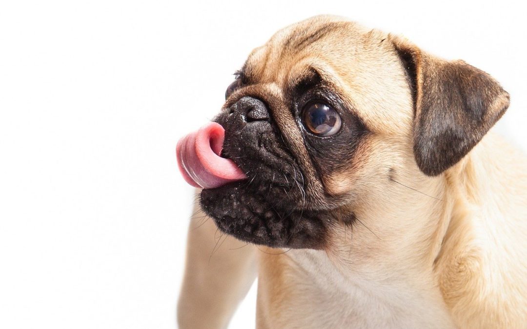 3 Reasons Your Dog Licks Their Paws