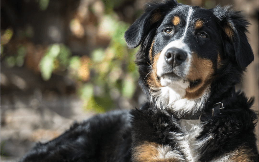 4 Reasons Why Your Senior Pet Needs Early Detection Screening Tests