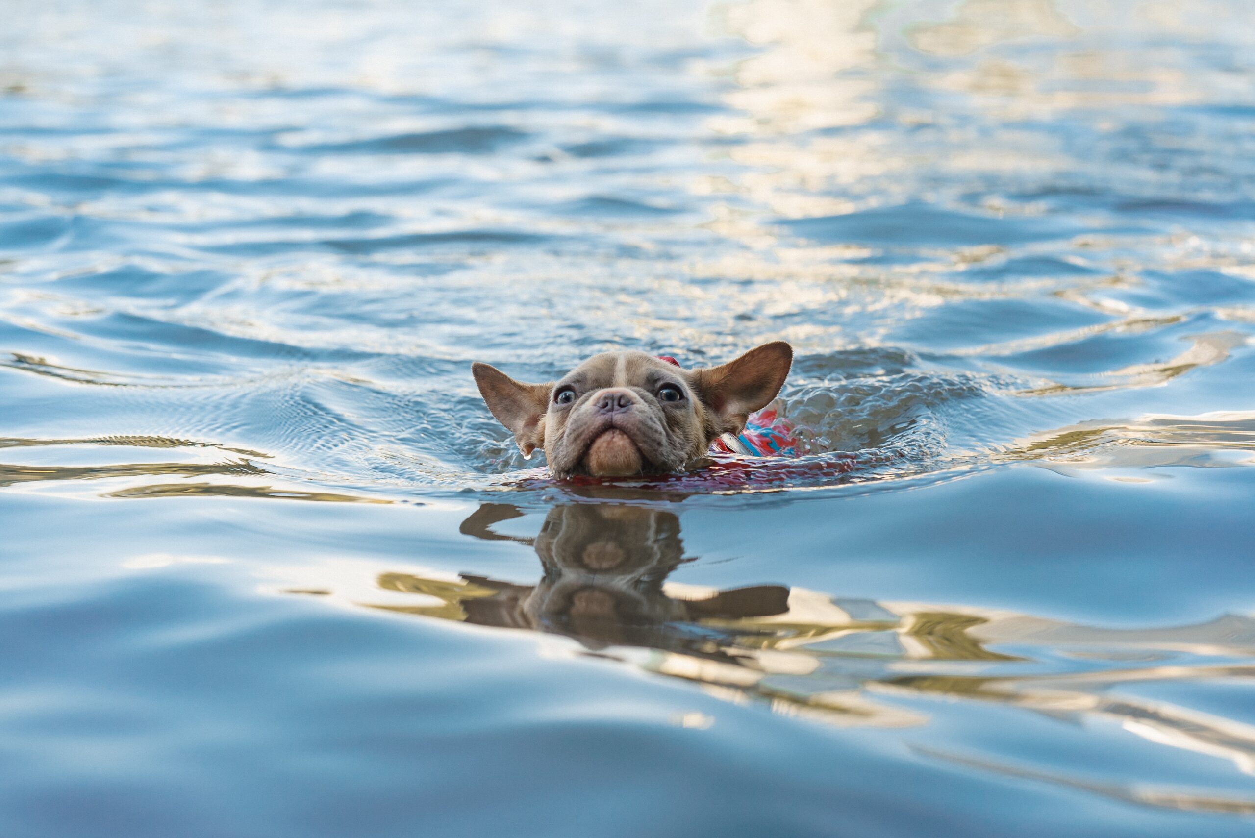 Can French Bulldogs Swim? - Frenchie Complex