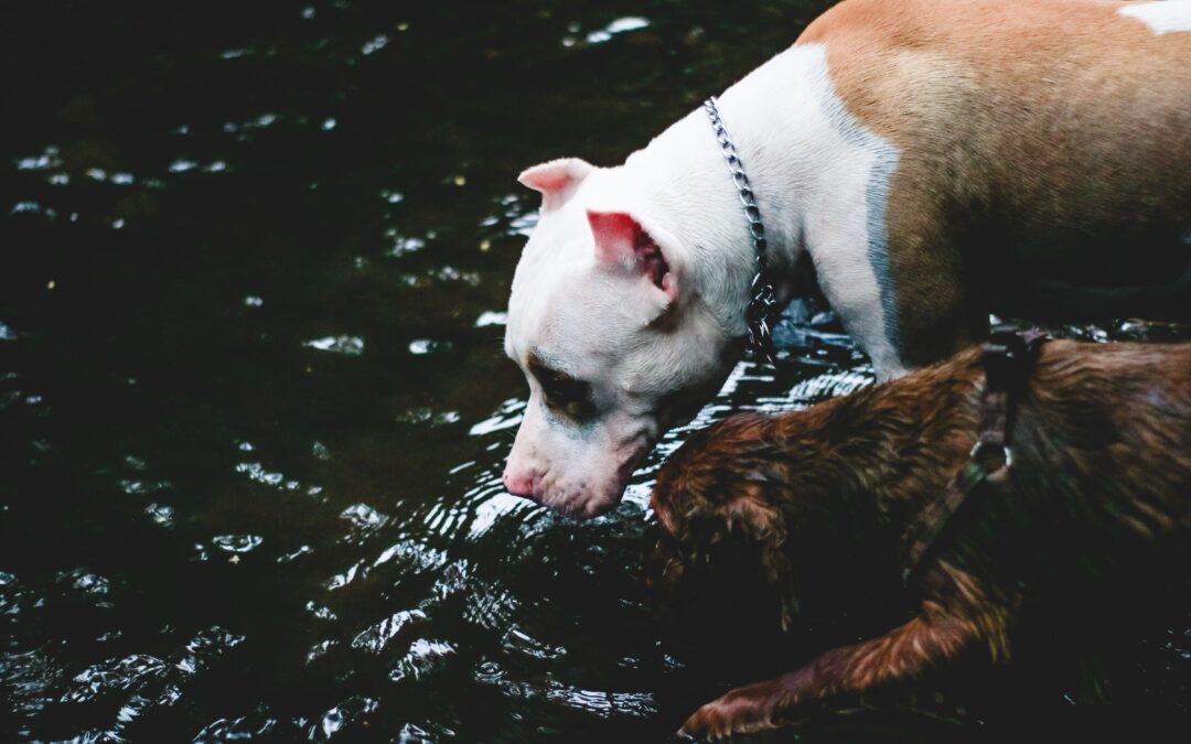 Pet Hydration and Why It’s Crucial During the Summer