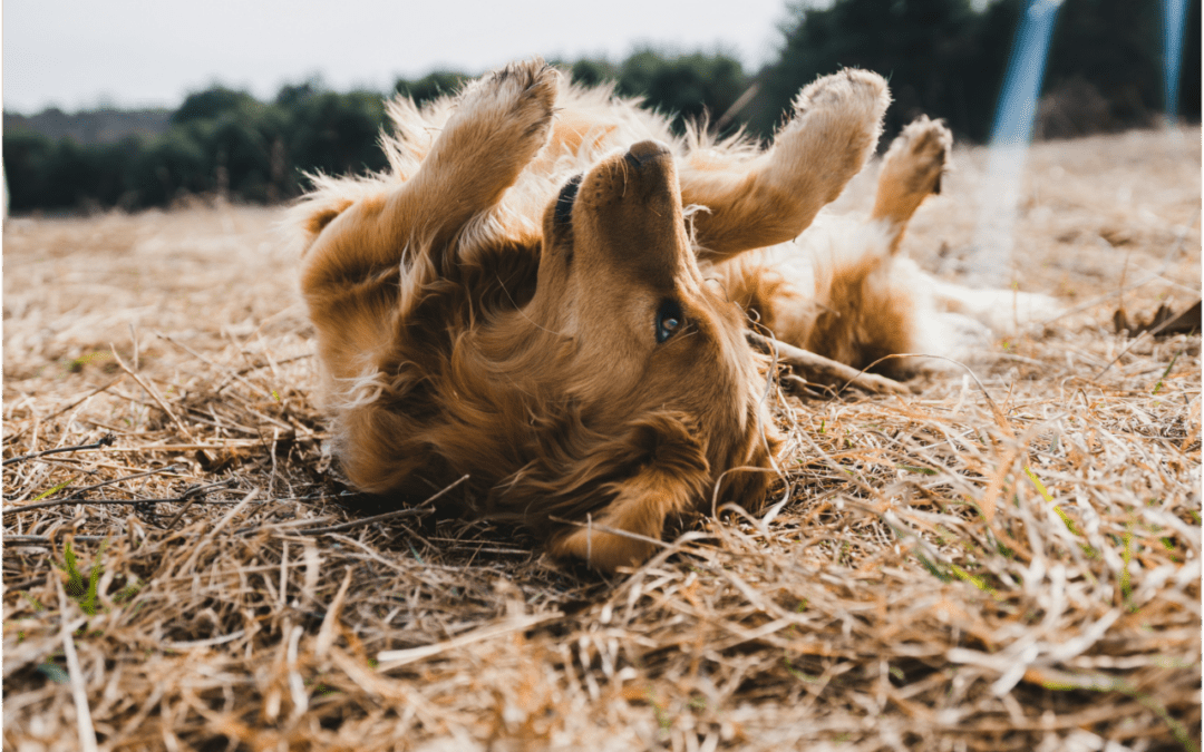 Recognizing the Telltale Signs of Spring Allergies in Pets