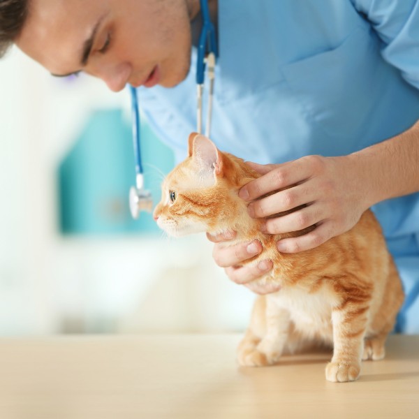 a vet gently cradles a small kitten in his hands