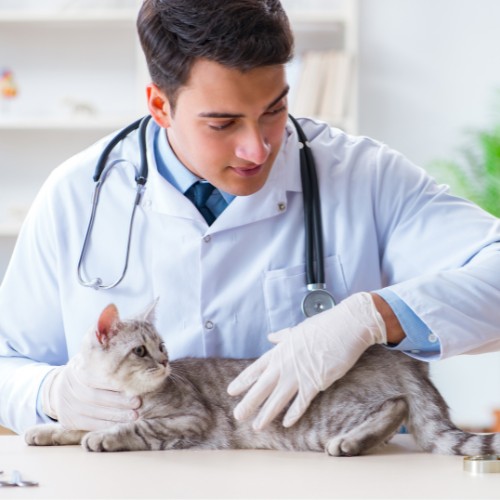 a vet gently cradles a small kitten in his hands