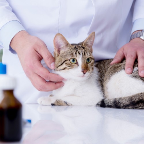 a vet gently cradles a small kitten in his hands