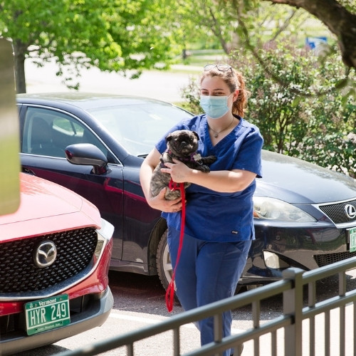 a vet staff gently holds a dog in a parking lot