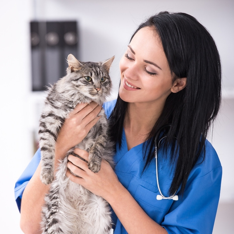 a vet gently cradles a small kitten in his hands